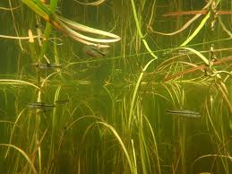 Fish communities in submerged aquatic vegetation – Fish Habitat Section of  the American Fisheries Society