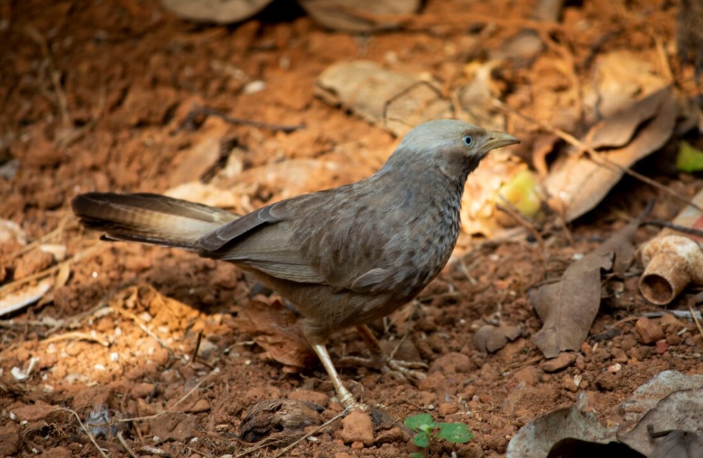 A Yellow-Billed Babbler