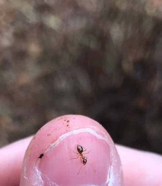 An ant on someone's fingertip