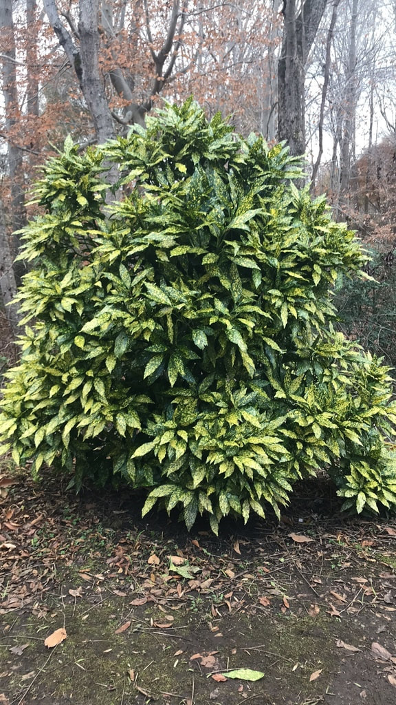 A green leafy plant called a Japanese Aucuba at Plum Point Middle School