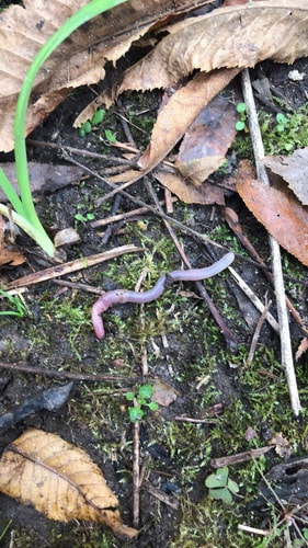 An earthworm on the ground