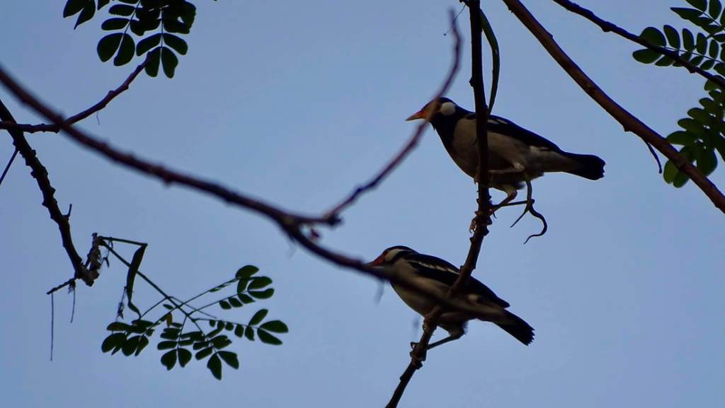 A pair of Pied Mynahs