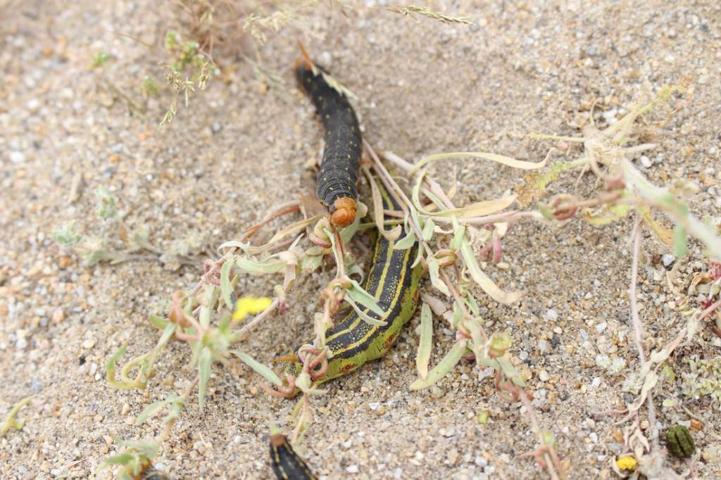 Two White-Lined Sphinx Moth Caterpillars