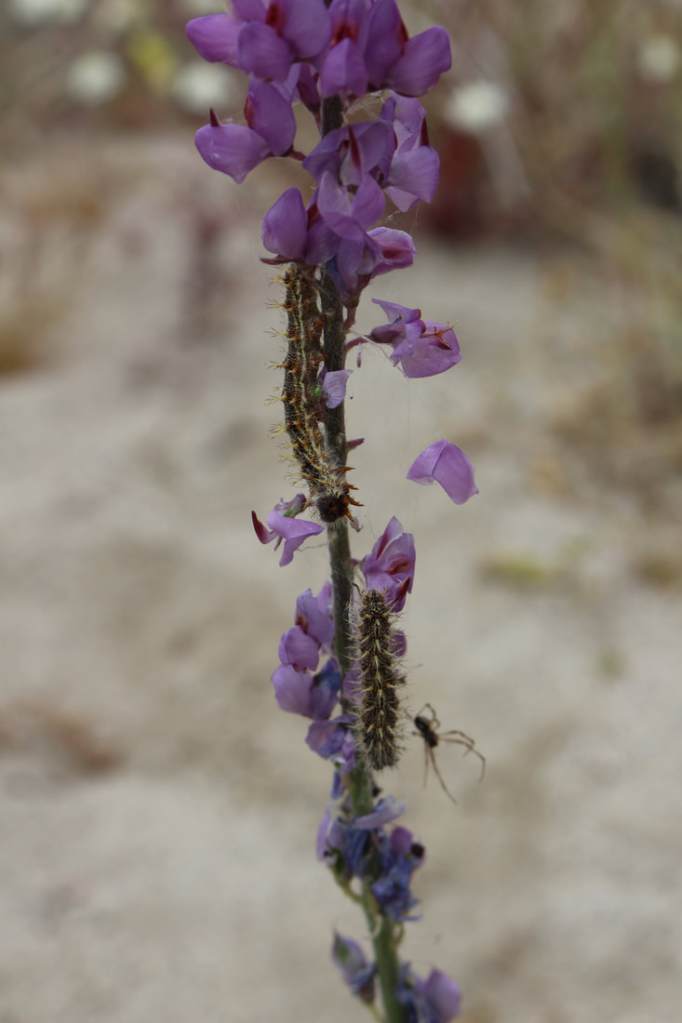Painted Lady caterpillars feeding upon the desert bloom.