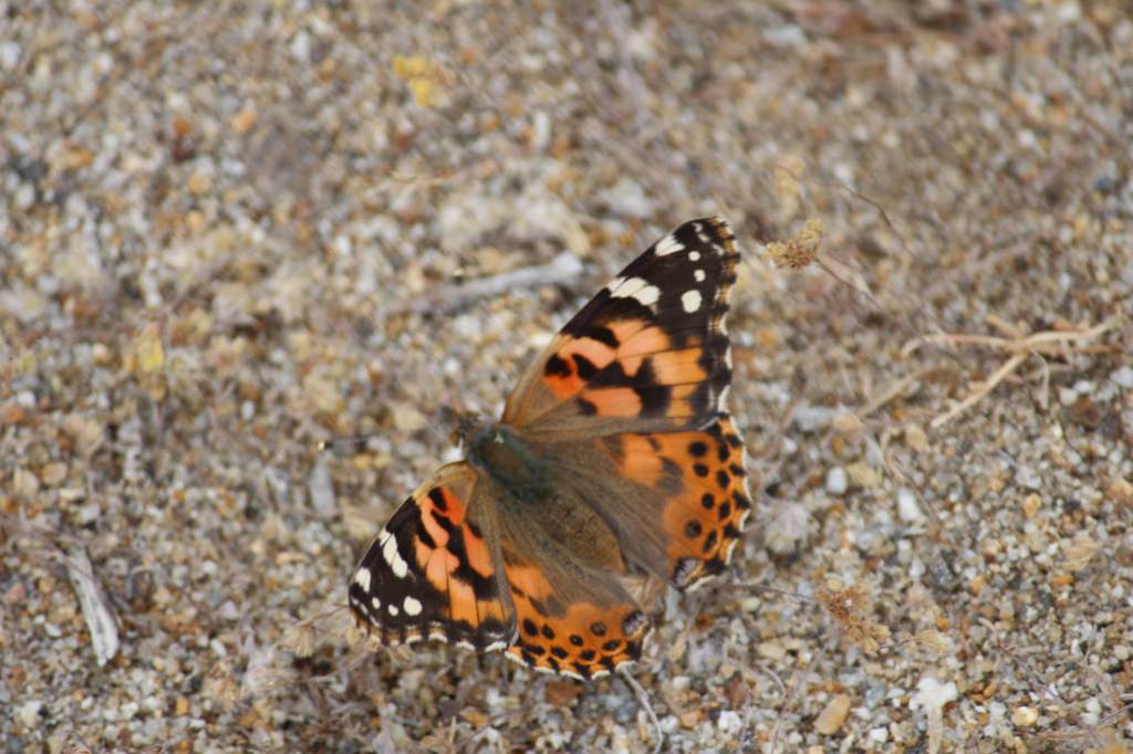 A Painted Lady Butterfly on the ground