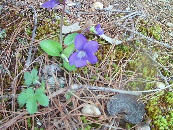 A violet flower found in the dirt