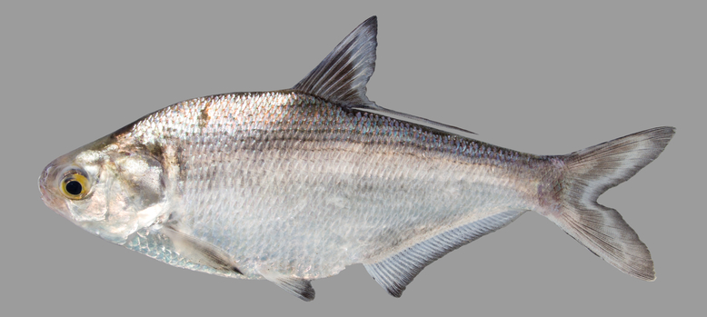 A gizzard shad, one of the species that can be found at King's Landing Park