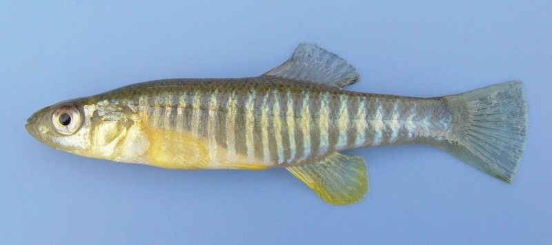 A picture of a banded killifish