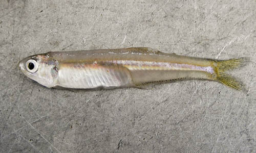 A bay anchovy