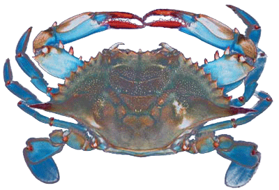 A picture of a blue crab