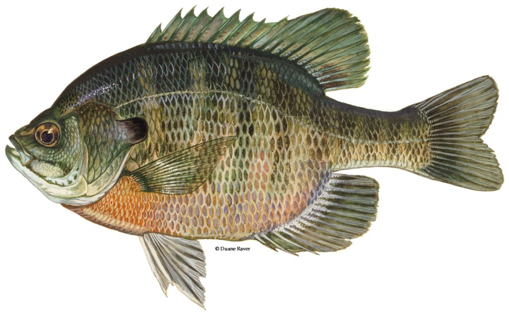 A picture of a bluegill