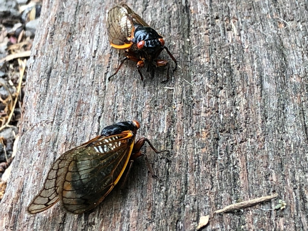 A pair of cicada insects.