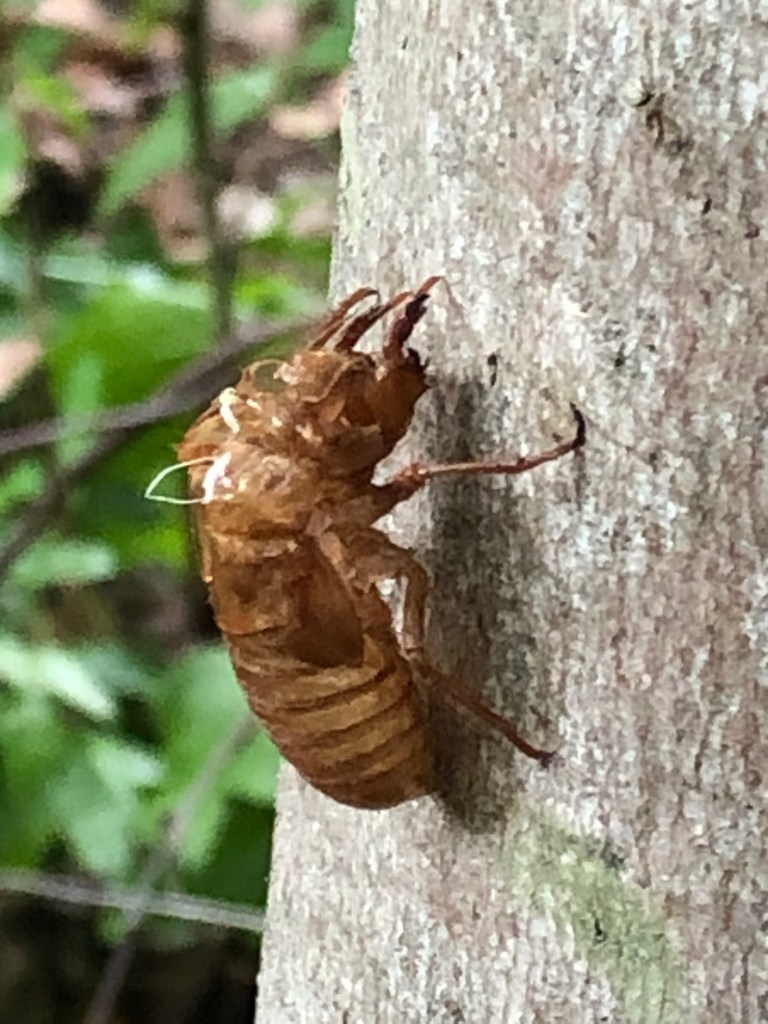 A cicada skin shed.