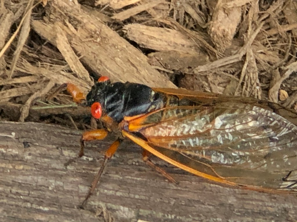 picture of a cicada insect