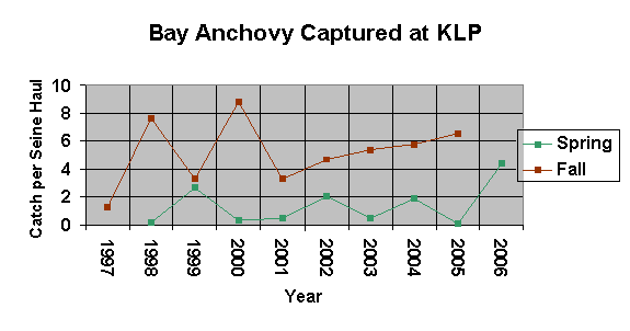 A graph showing the bay anchovy caught from 1997-2006