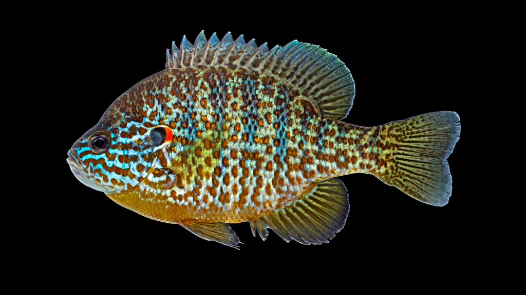 A picture of a pumpkinseed sunfish