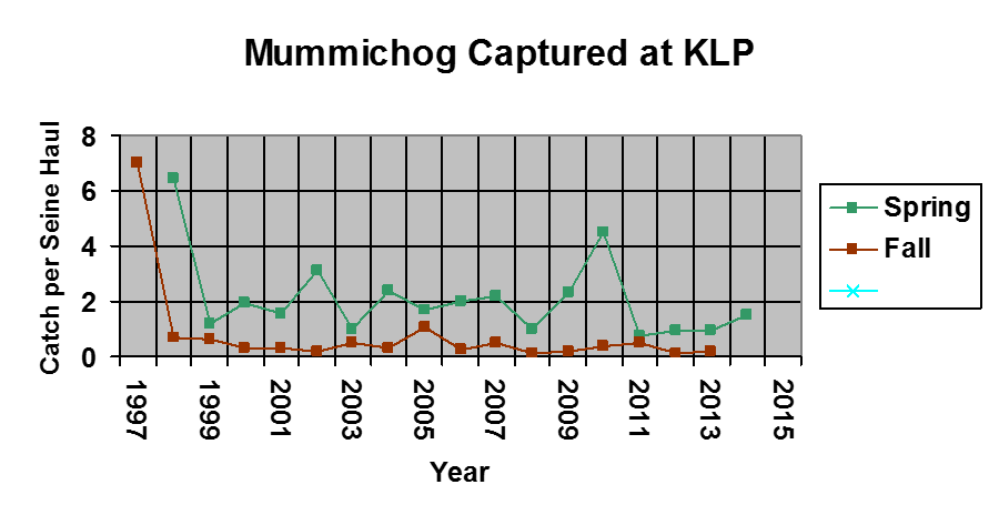 A graph showing the amount of mummichog caught from 1997-2015