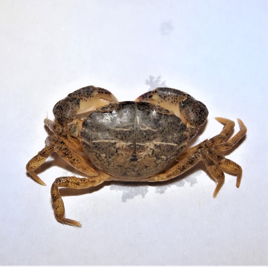 A picture of a white-tipped mud crab