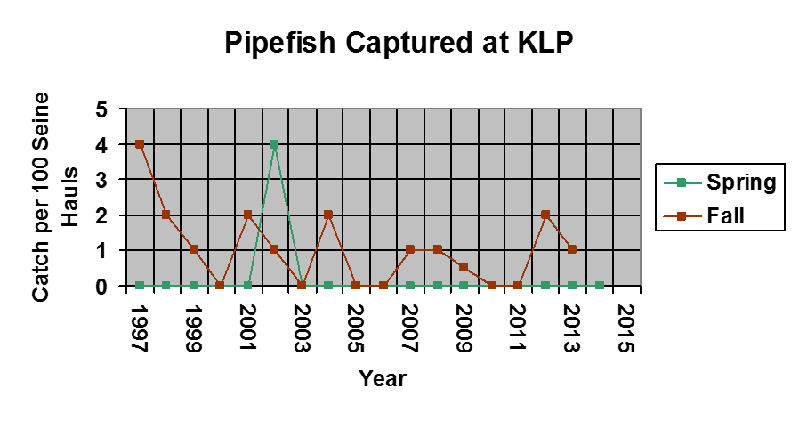 A graph of pipefish caught between 1997-2015