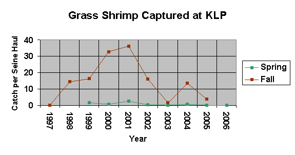 A graph of the grass shrimp caught between 1997-2006