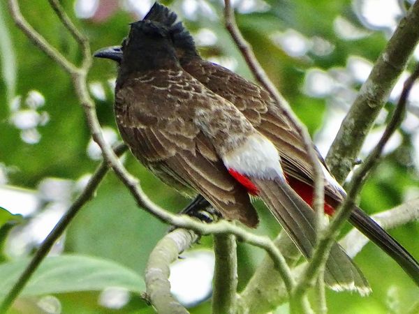 A pair of bulbul birds.