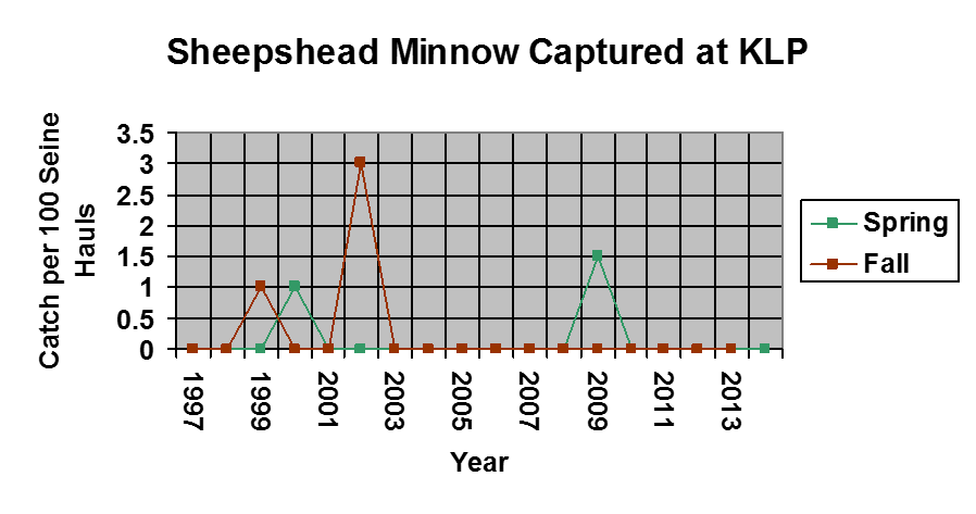 A graph showing the amount of sheepshead minnow caught between 1997-2015