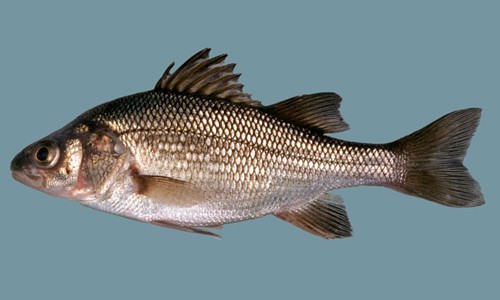 A picture of a white perch