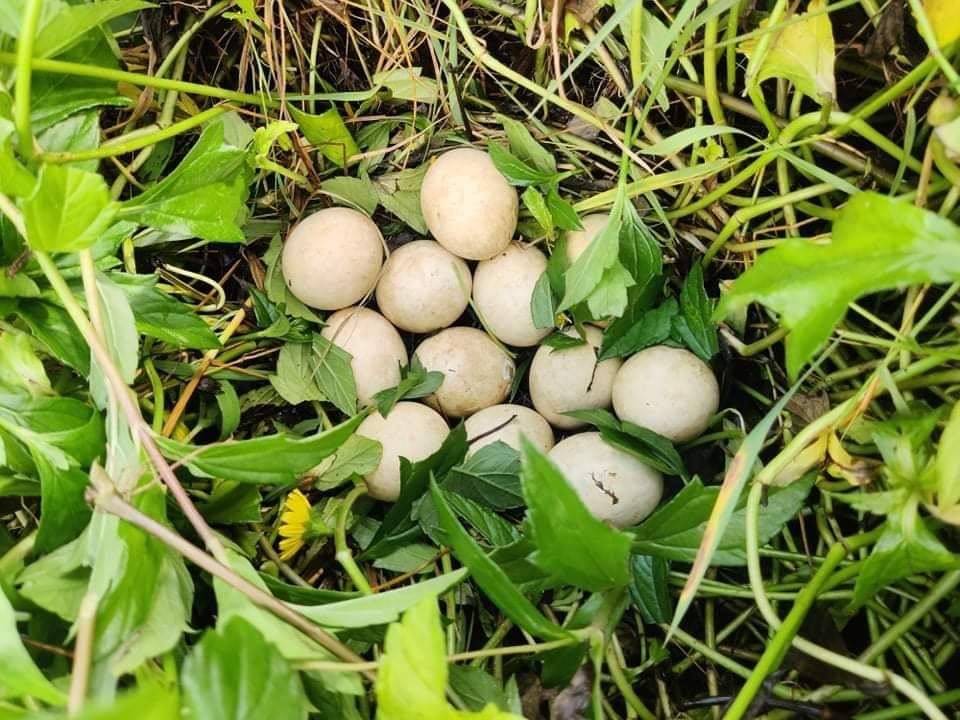 Duck eggs