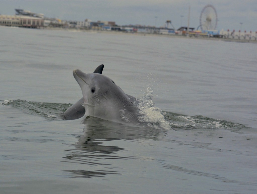 Bottlenose dolphin
