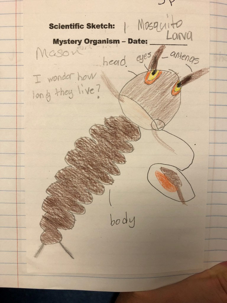 Drawing of a mosquito