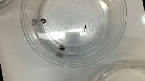 Picture of aquatic insects.