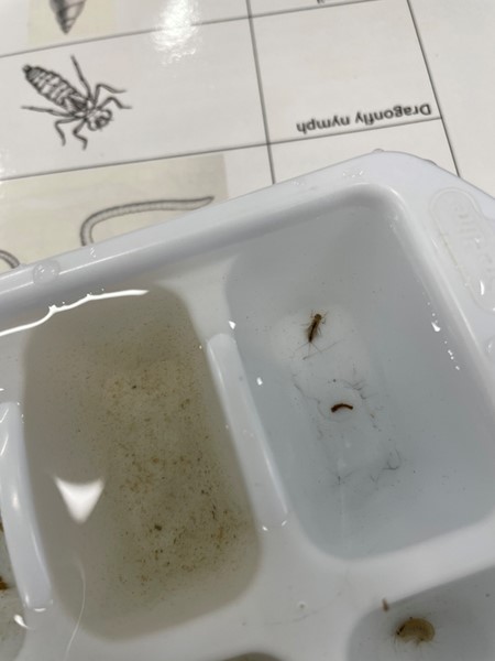 a type of aquatic insect.