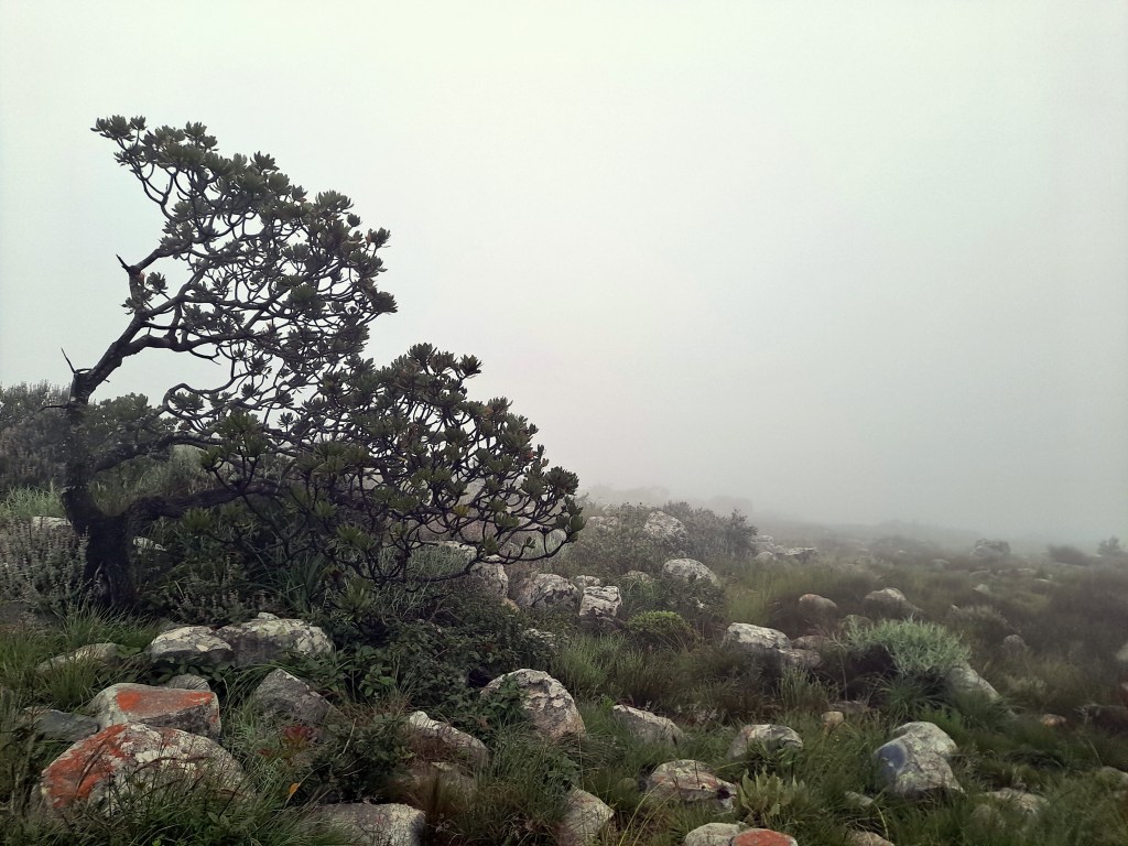 Picture of a foggy mountaintop.