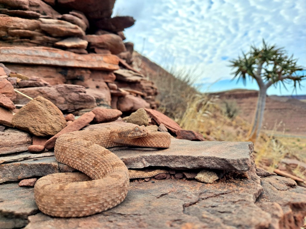 Picture of a snake.