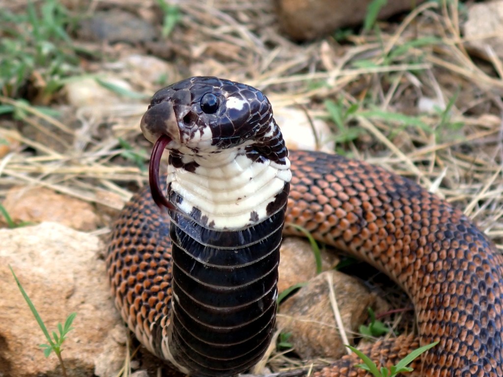Picture of a snake.