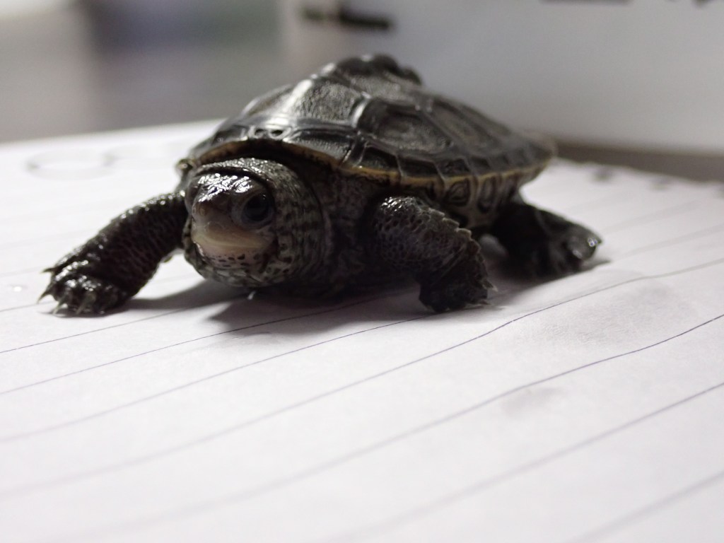 Picture of a turtle.