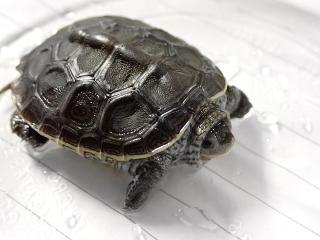 Picture of a turtle.