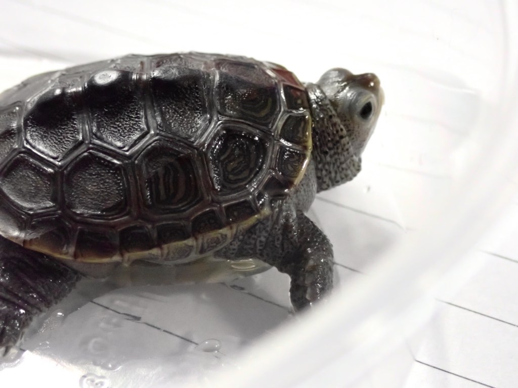 Picture of a turtle.