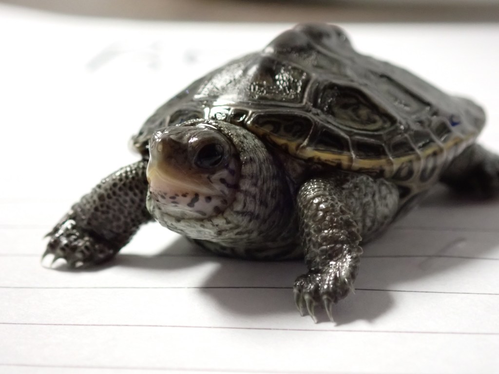 Picture of a terrapin.