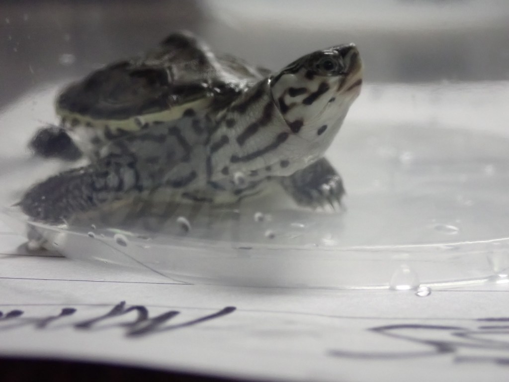 Picture of a turtle.