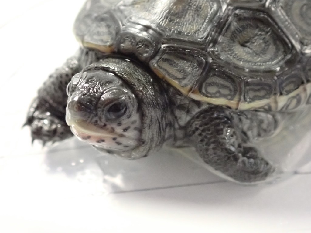 Picture of a turtle.