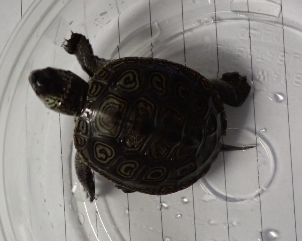 Picture of a turtle.