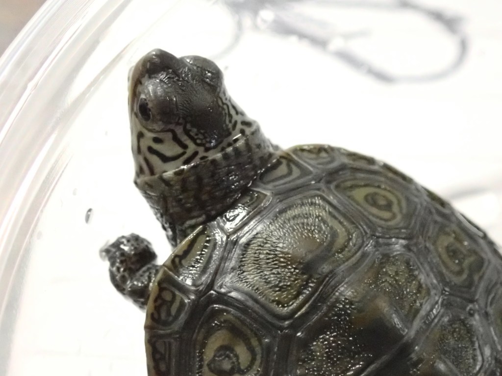 Picture of a turtle.