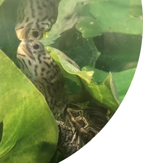 Photo of a terrapin.