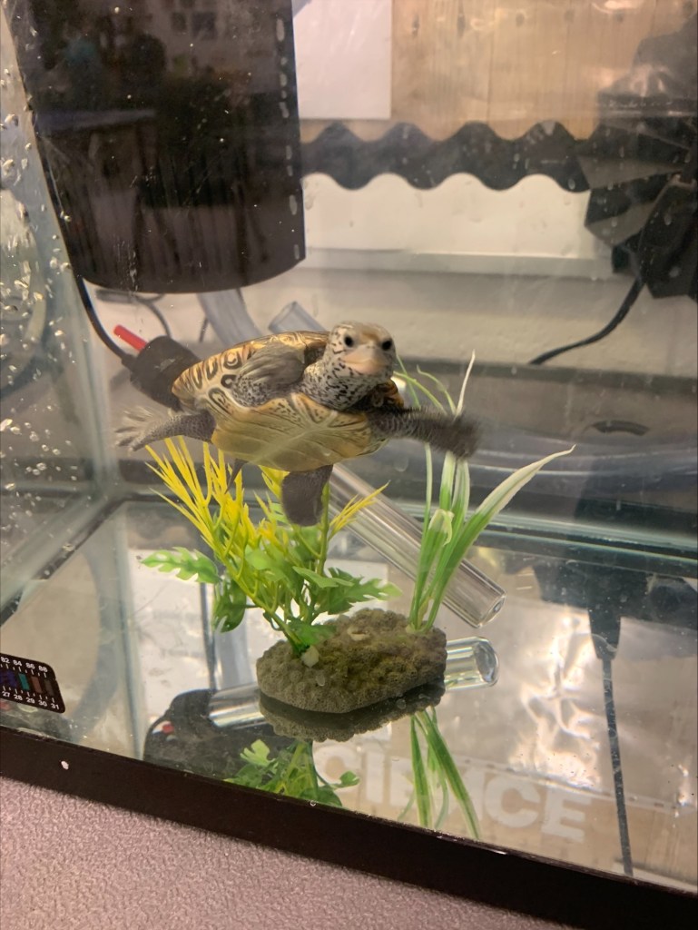 Picture of a terrapin.