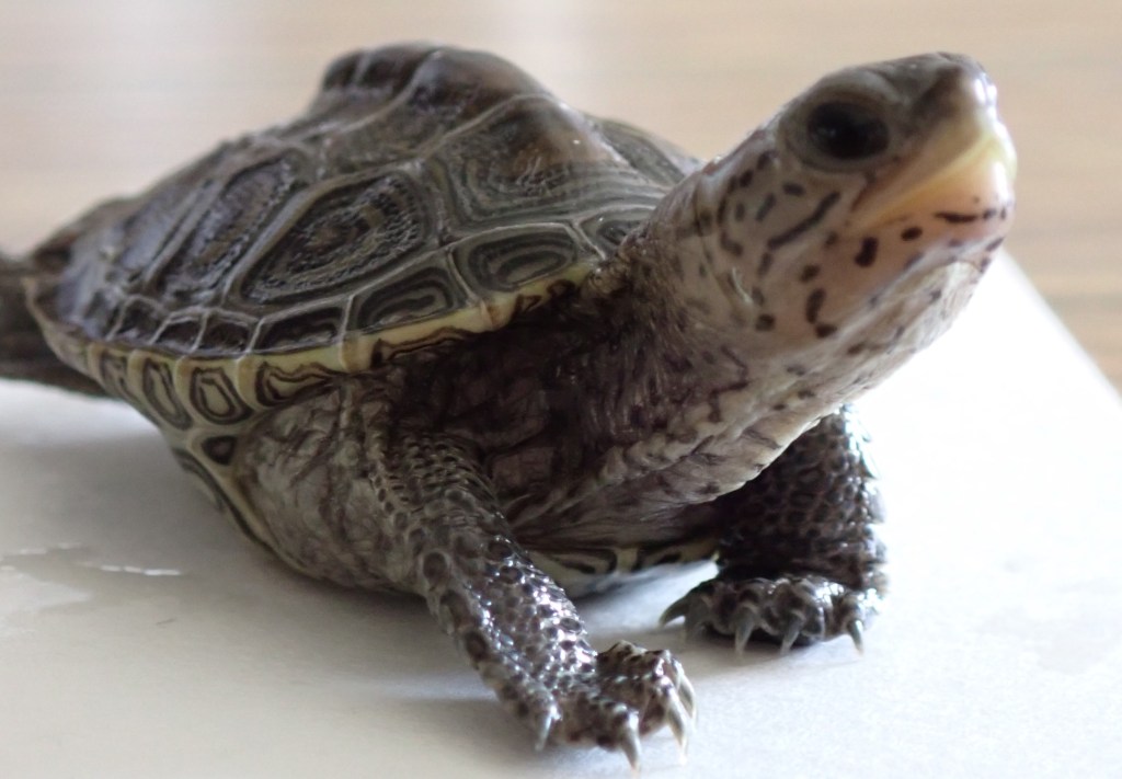 Picture of a turtle.