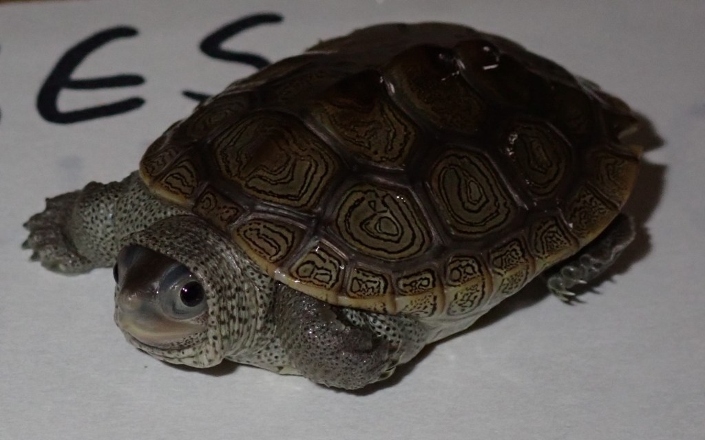 Picture of a turtle.