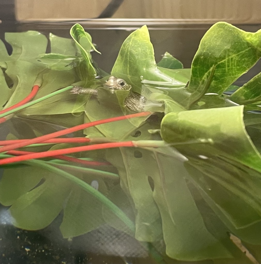 Picture of a baby turtle.