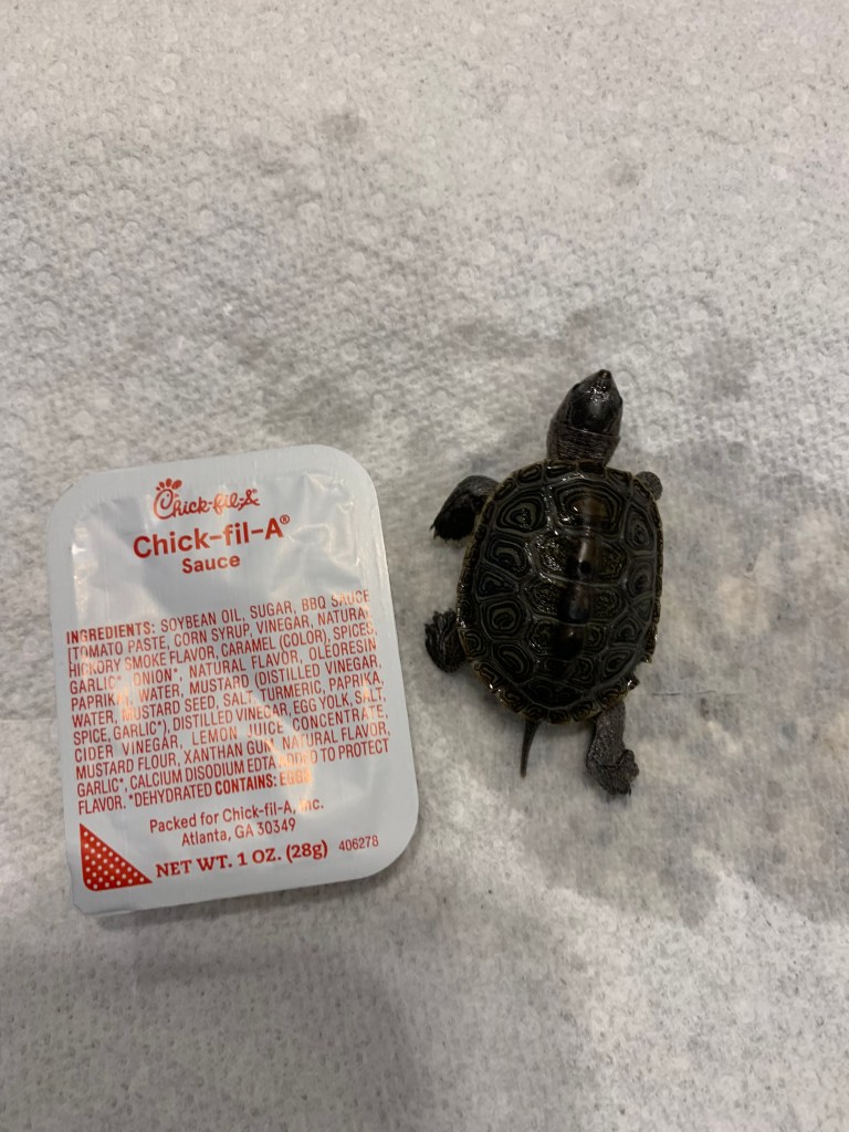 Picture of a terrapin.