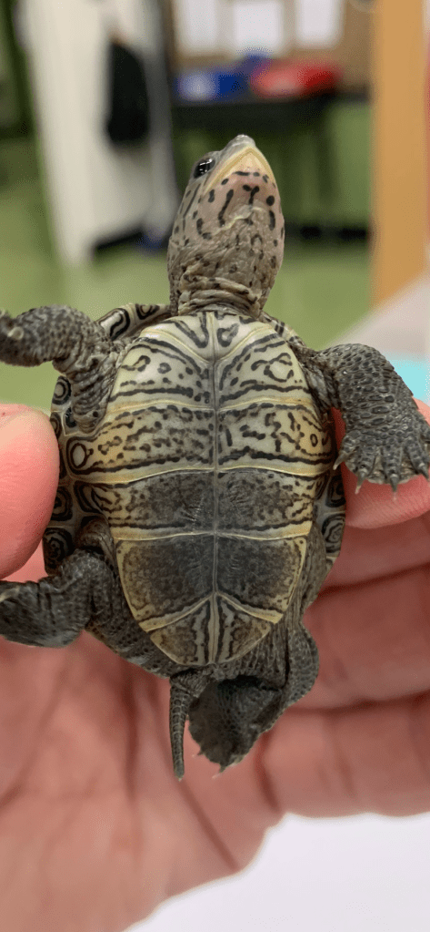 Picture of a turtle.